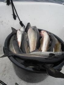 Klicken Sie auf das Bild f�r volle Gr��e