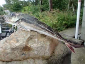 Klicken Sie auf das Bild f�r volle Gr��e