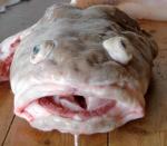 Klicken Sie auf das Bild f�r volle Gr��e